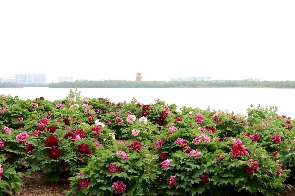 济宁小北湖牡丹园图片