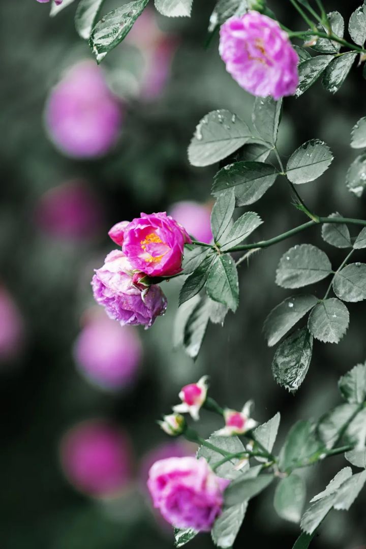 美浪漫唯美花海大片正在崇州热映