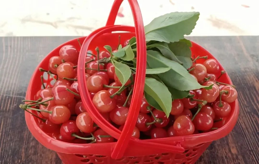 今年是谢林康种植小樱桃的第7个年头,农场共种植了10亩小樱桃,为保证