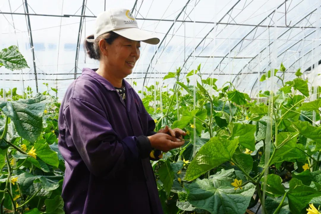 木佛莊園有機蔬菜同下村藥王廟公園原標題:《【大踏步高質量發展 鄉