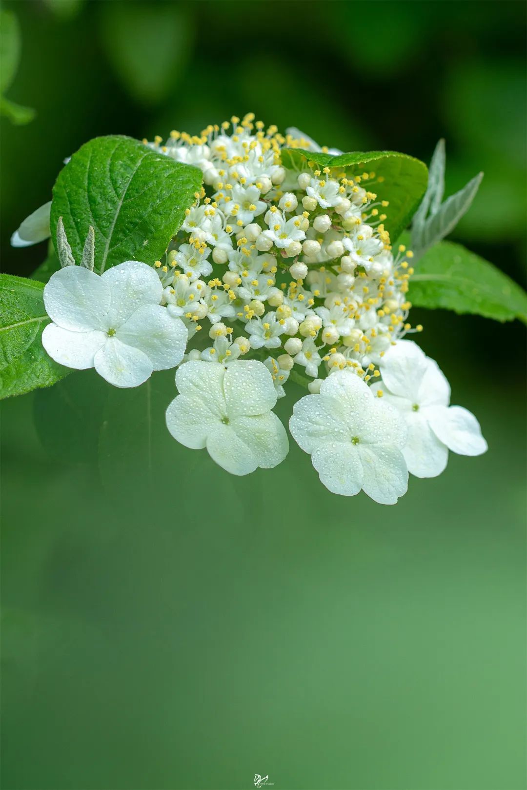 三色荼靡花图图片