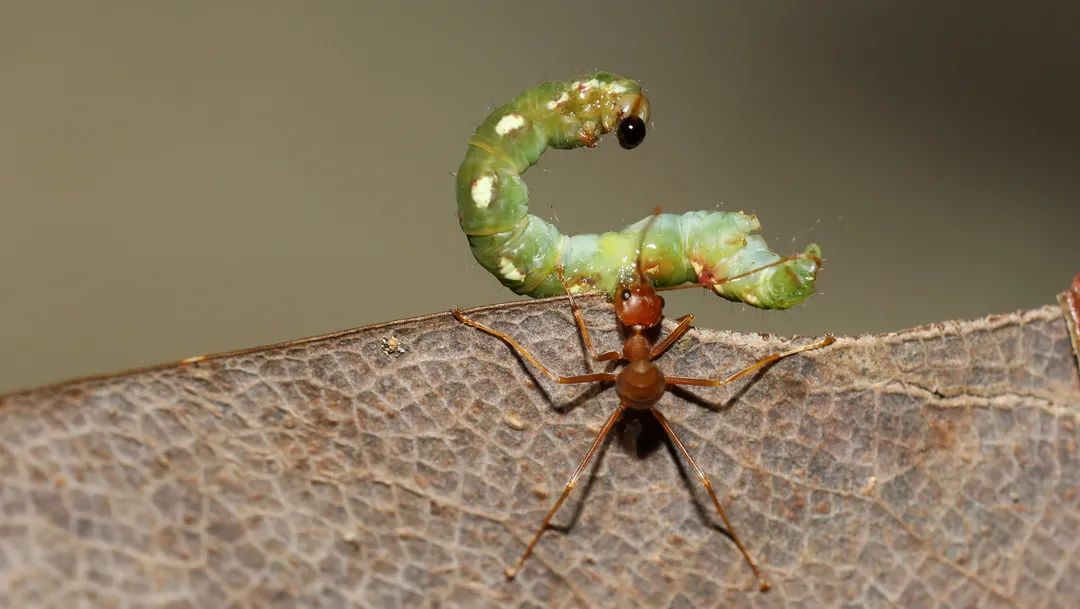 黄猄蚁猎杀啃食树叶的尺蛾幼虫 .