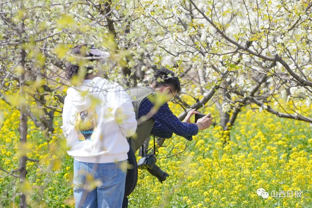 圖話丨平遙梨花正開放