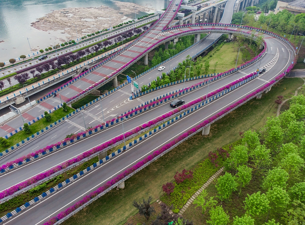 沙坪坝三角梅扮靓立交桥