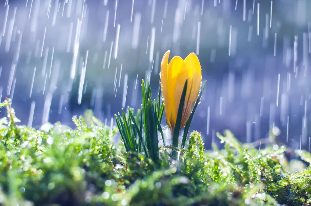 穀雨楊花柳絮隨風舞雨生百穀夏將至