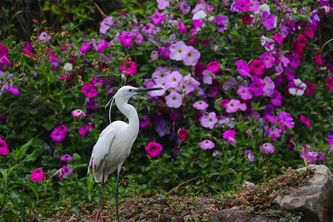 一大波美图告诉你腾冲的鹭鸶有多美