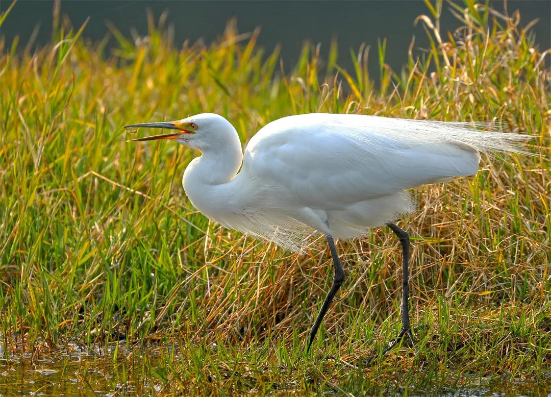 一大波美图告诉你腾冲的鹭鸶有多美