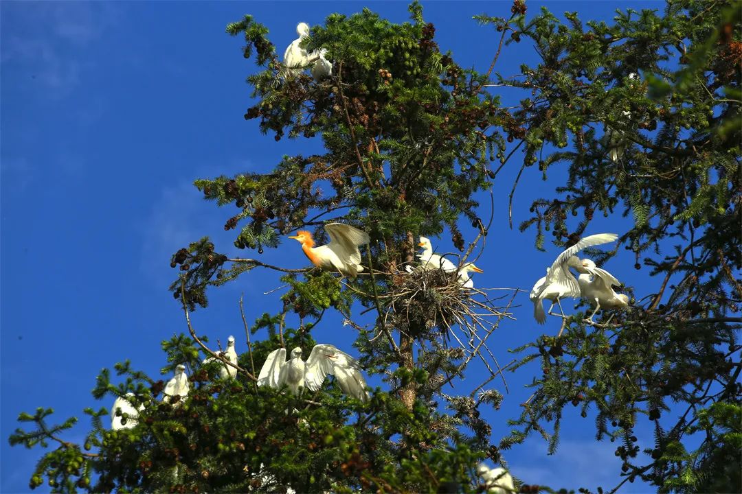 一大波美图告诉你腾冲的鹭鸶有多美