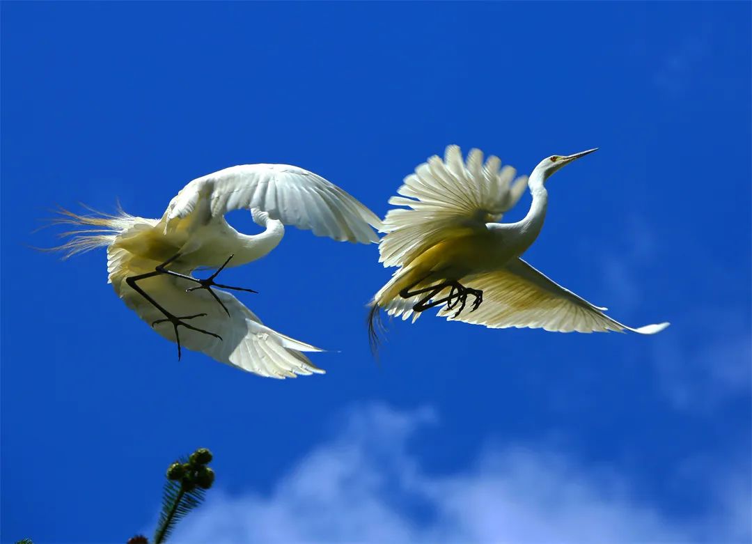 一大波美图告诉你腾冲的鹭鸶有多美