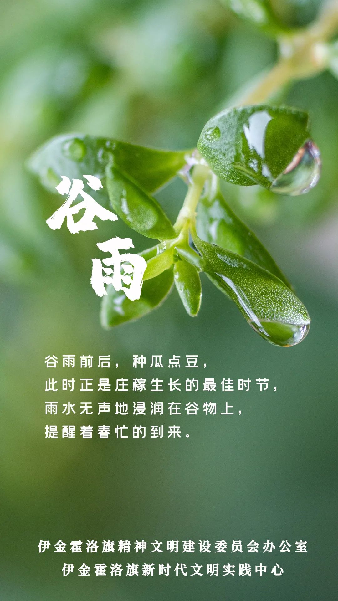 谷雨过后再无寒人间芳菲已向暖