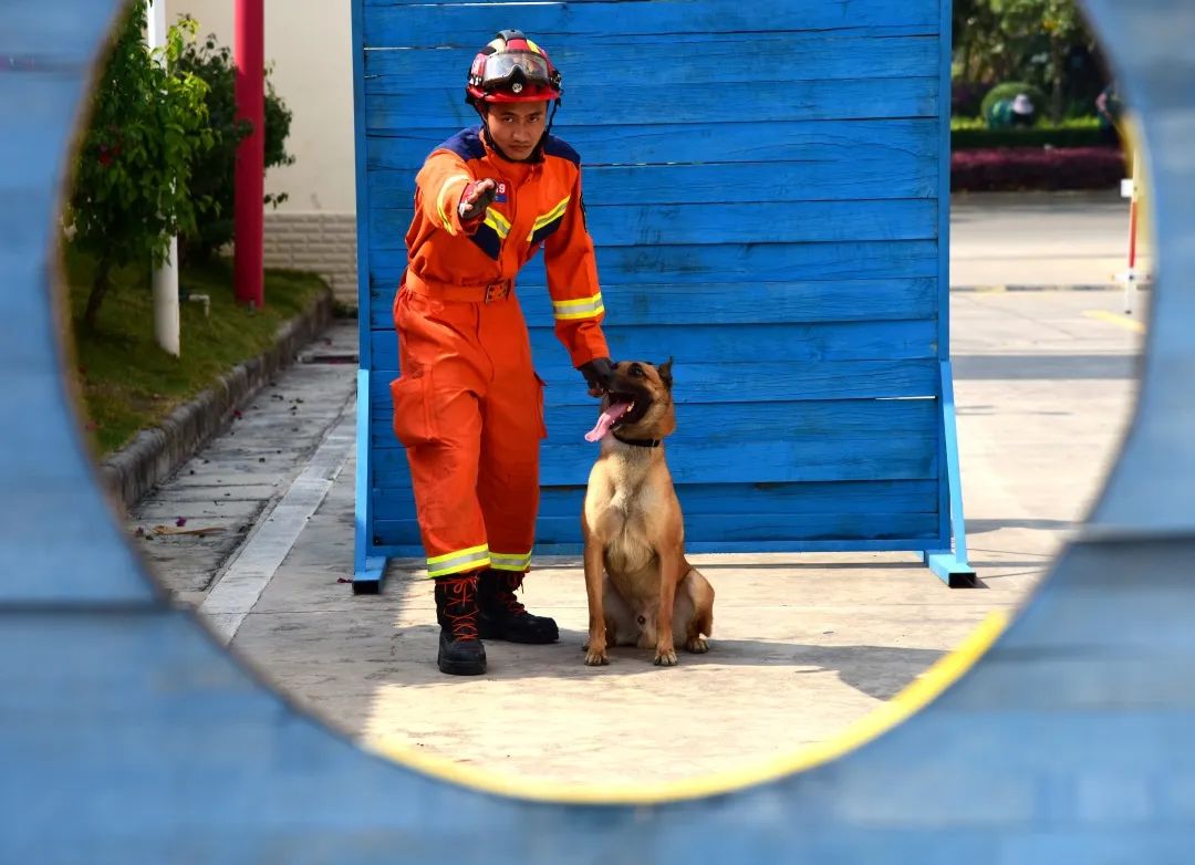 训练消防搜救犬