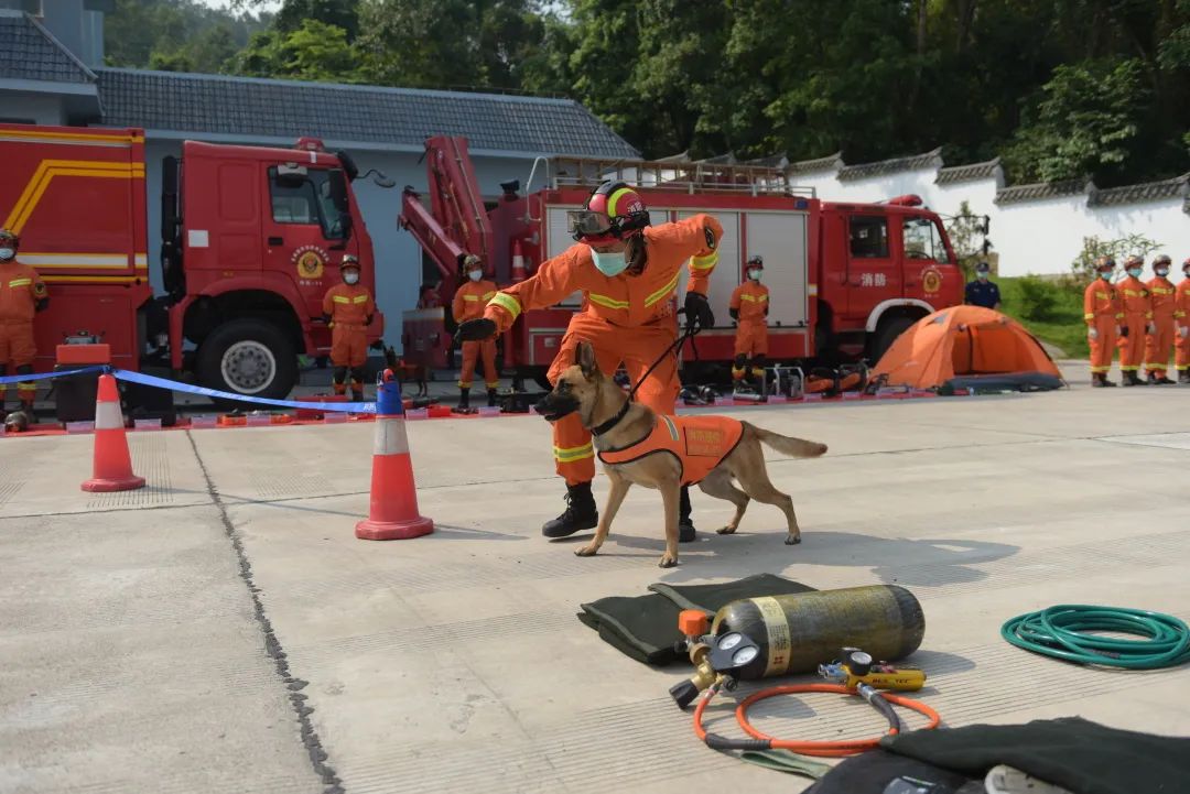 探访搜救犬基地里的消防救援明星