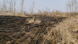 大面积河滩湿地被“烧荒”毁林，绿会研究室致函哈尔滨林草局恳请彻查
