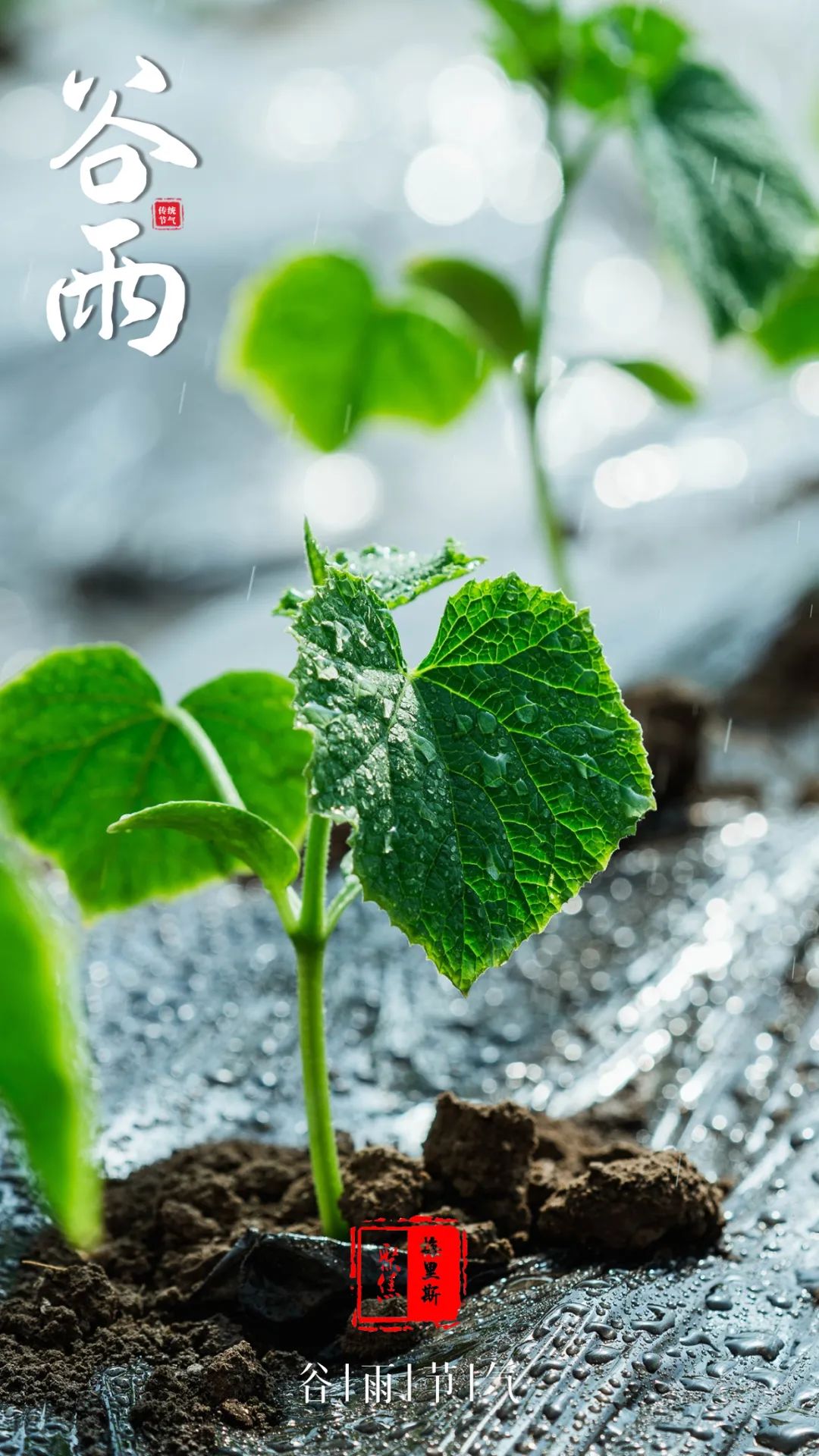 今日谷雨！春未了，相约达乡沐一场最美人间春色……_澎湃号·媒体_澎湃新闻-The Paper