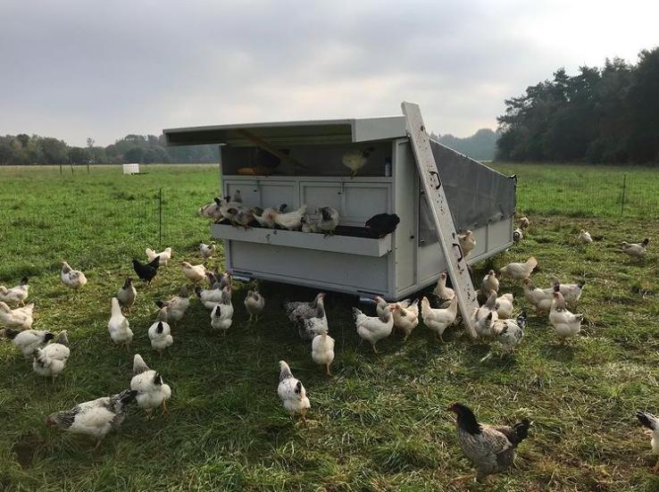 在农业效率最高的荷兰这个农场为什么只养249只鸡