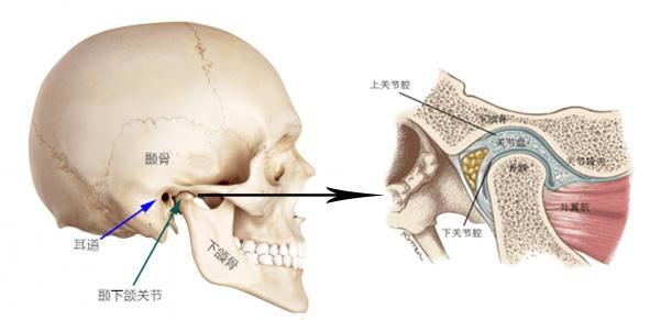 颞下颌关节由颞骨关节窝,关节盘,下颌骨髁突以及周围的韧带,肌肉组织