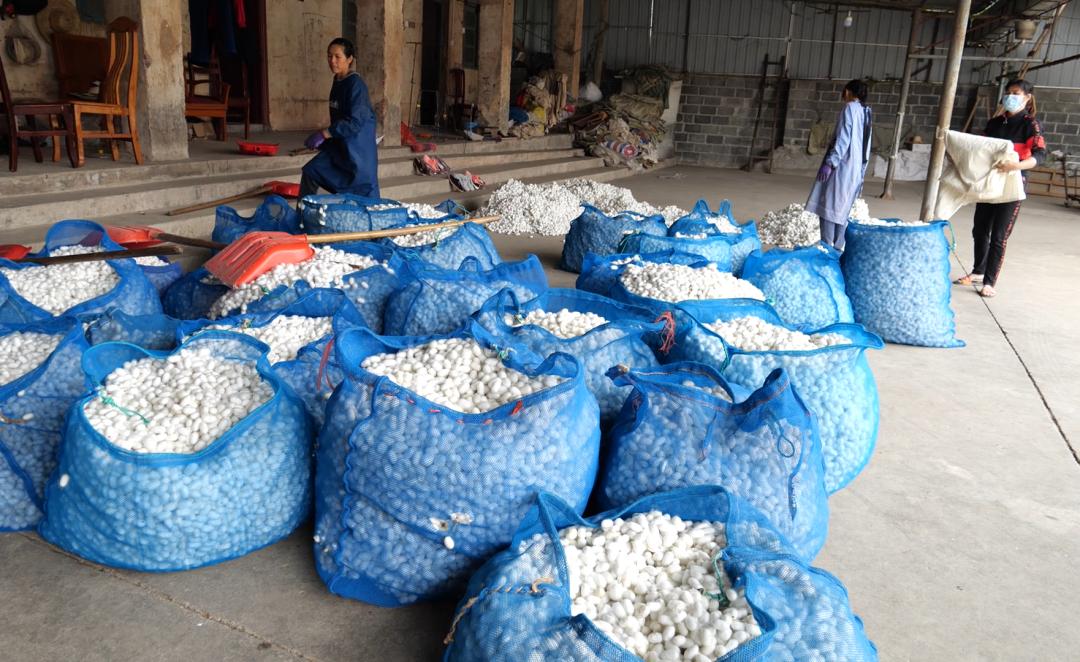 绿园茧站收购的蚕茧"今年的蚕茧质量不错,产量也可以,一天大概收五千