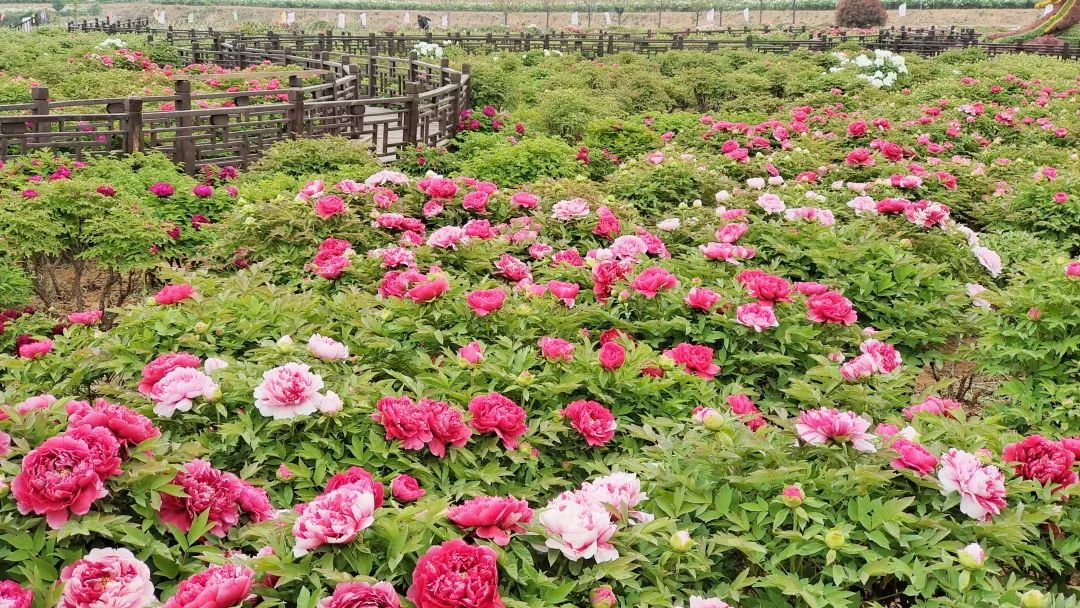 雨生百谷春意向晚峰峰牡丹花开