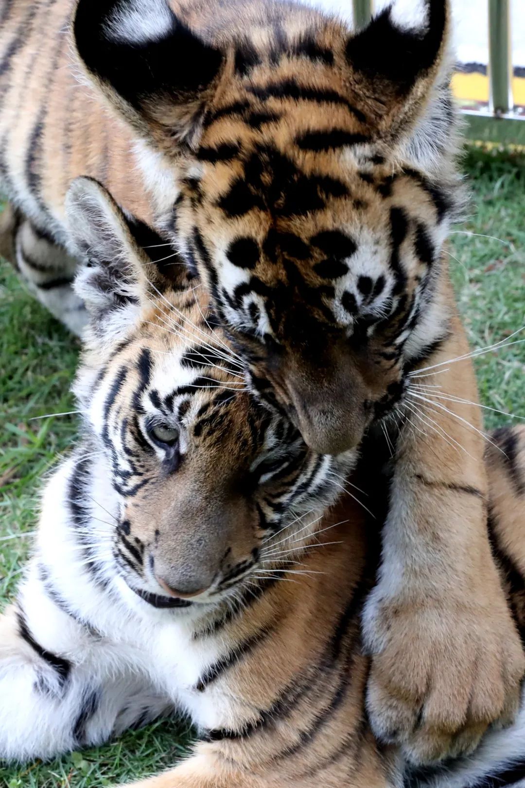 老虎得到充分的户外活动锻炼,也让市民能够近距离观察华南虎"双胞胎"