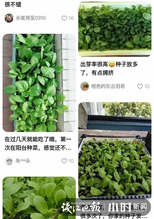 淘宝买家秀里的"阳台农场"大家都爱种什么菜?多久才能收获满满?