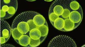 青岛能源所发明工业微藻高产油新技术