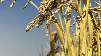 亚热带生态所发现可调控稻米镉积累的基因