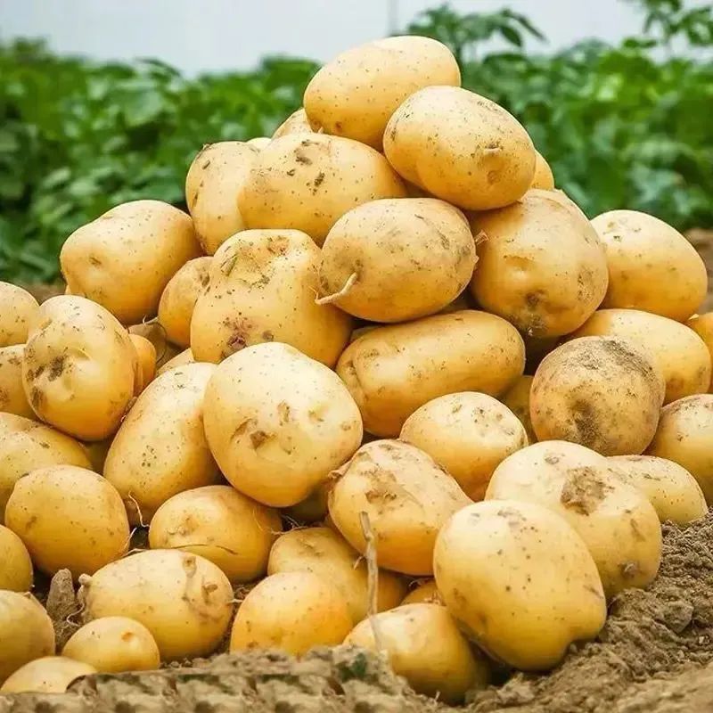 一城特产乌兰察布马铃薯