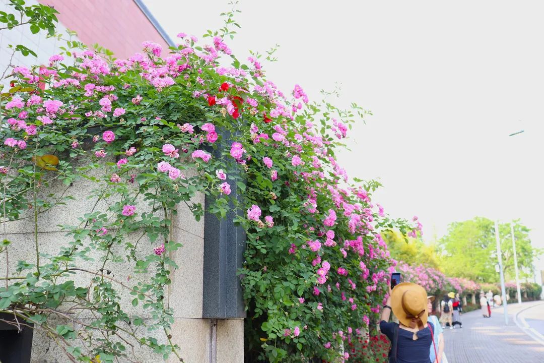 悦来春色满墙蔷薇春之余味