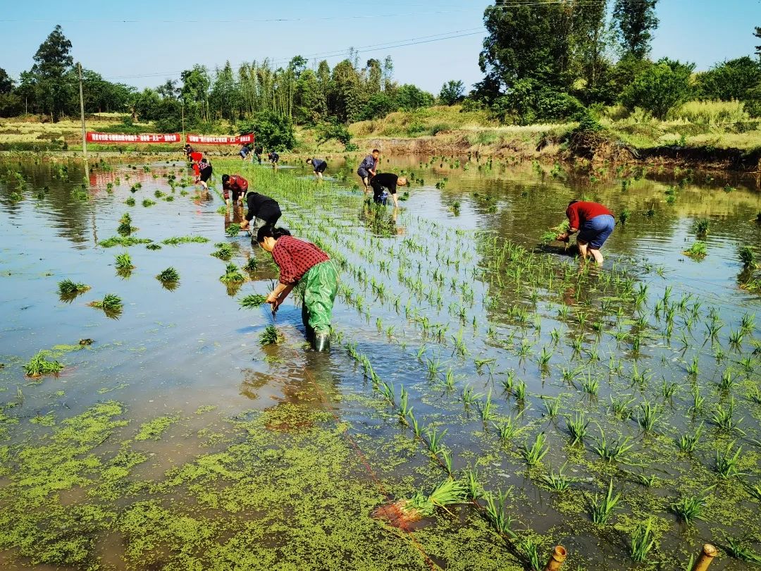 春耕进行时看看谁是插秧能手