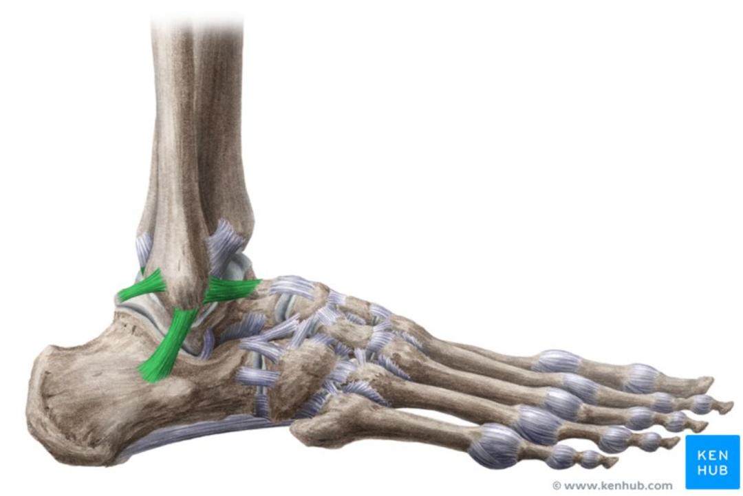 其次,维持踝关节稳定的筋医学上叫踝关节内/外侧副韧带