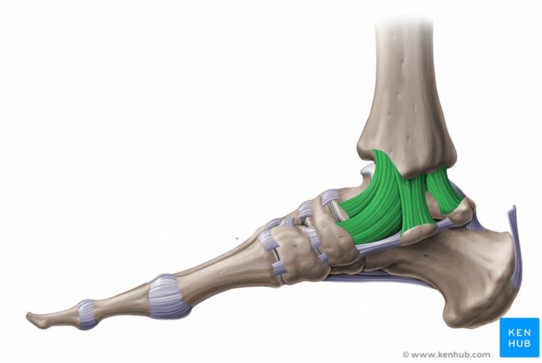 外侧副韧带(绿色标注)其次,维持踝关节稳定的"筋".
