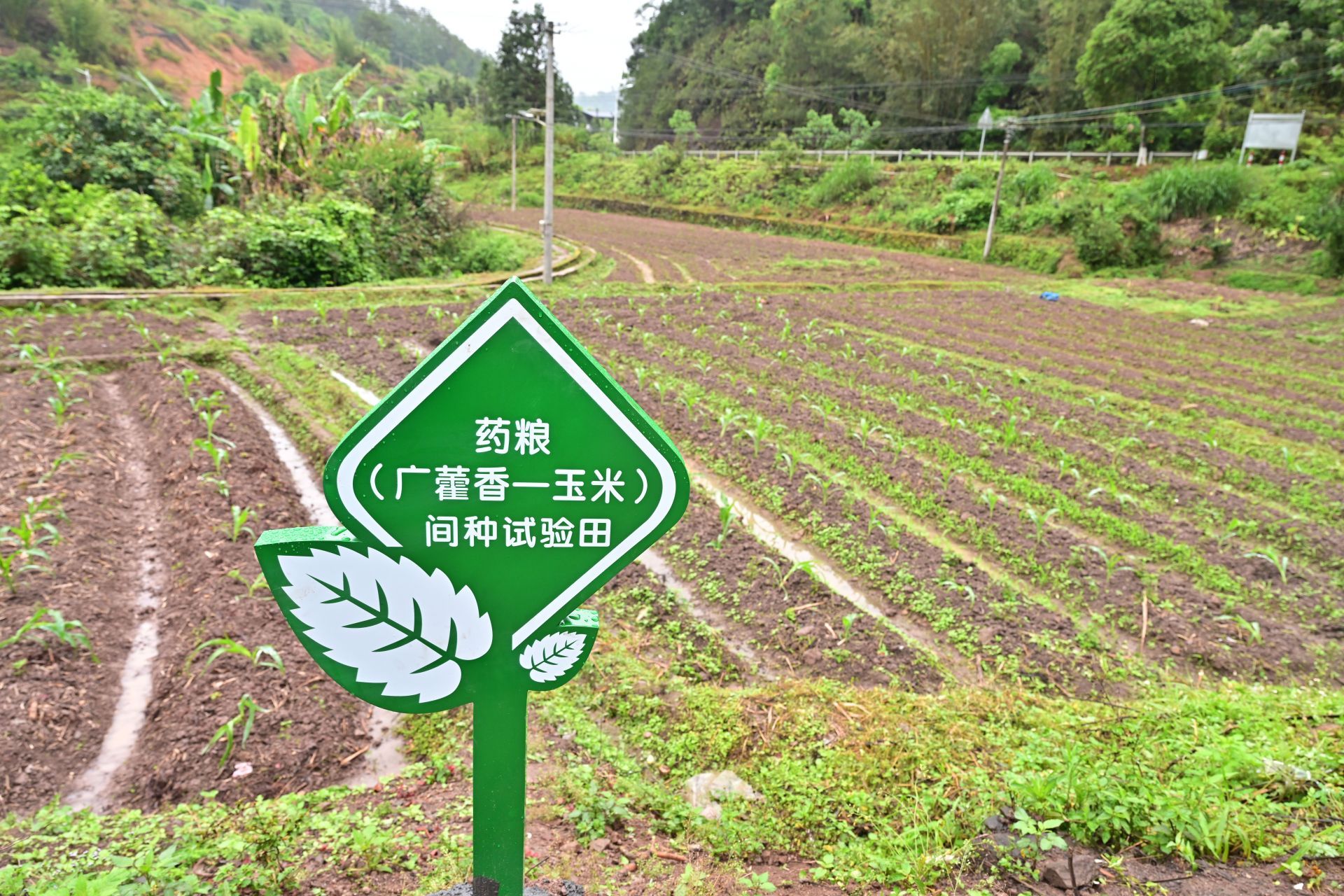 探因找路托管来看梅州平远这样破解撂荒地难题