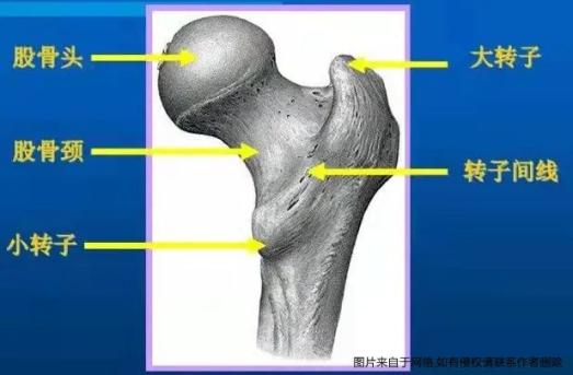 股骨颈图片 解剖图图片