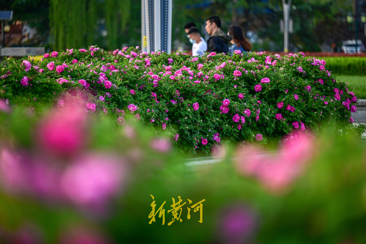 4月23日,在泉城广场的绿化带内,随着郁金香赏花季的远去,又迎来济南市