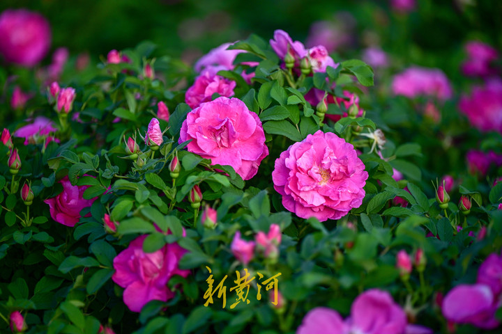 4月23日,在泉城广场的绿化带内,随着郁金香赏花季的远去,又迎来济南市