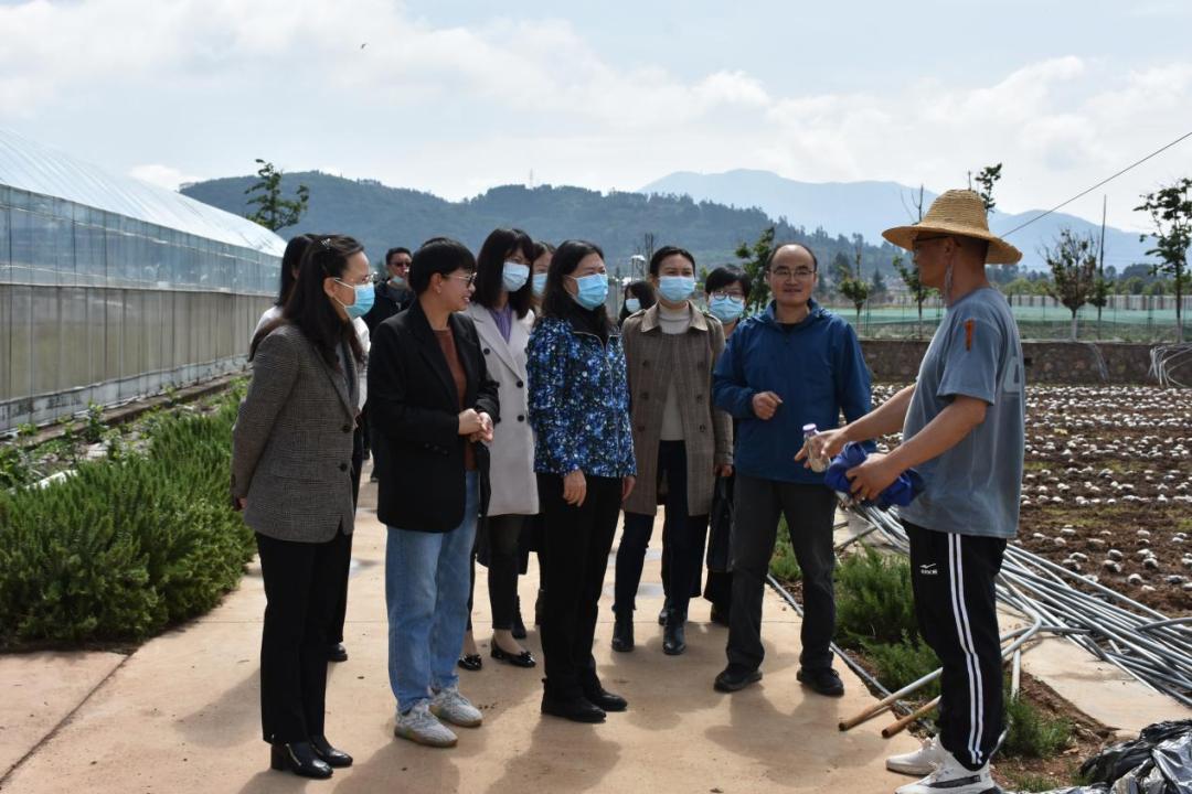 20日,調研組來到嵩明縣小街鎮東屯村,深入嵩明天澤蔬菜種植專業合作