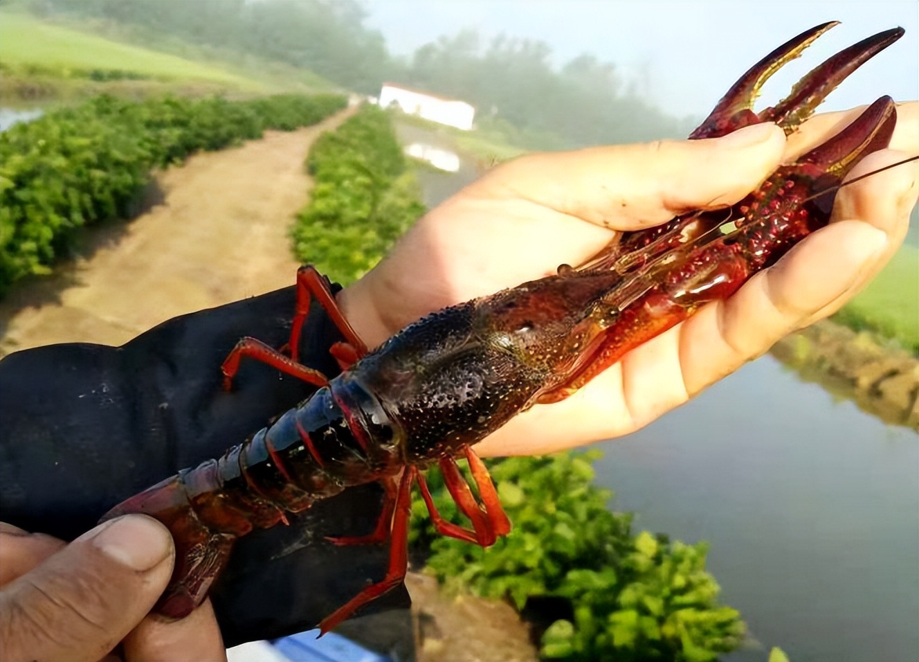 江苏东海稻虾种养实现一田多收