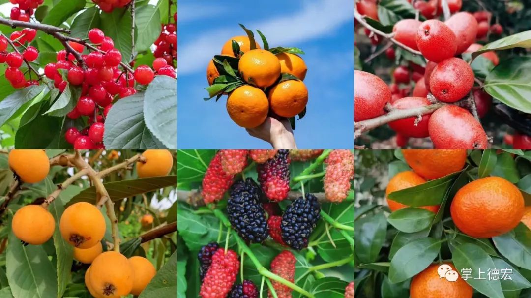 有没有你的最爱德宏时令水果挂满枝头啦