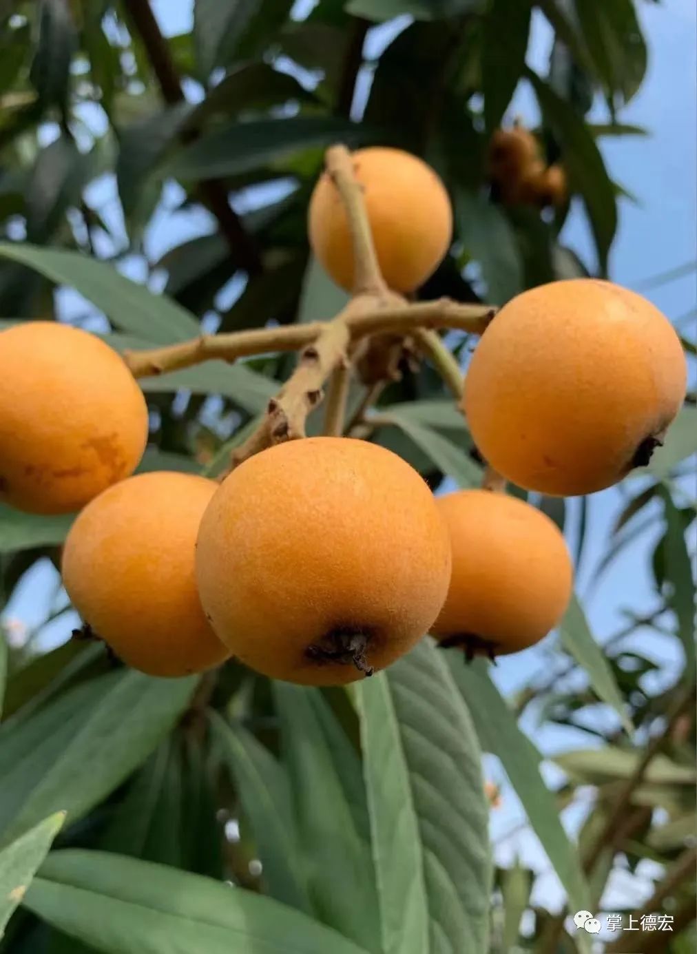 陇川枇杷是德宏的特色水果,陇川土壤属于赤红壤,土层深达2米以上,属南