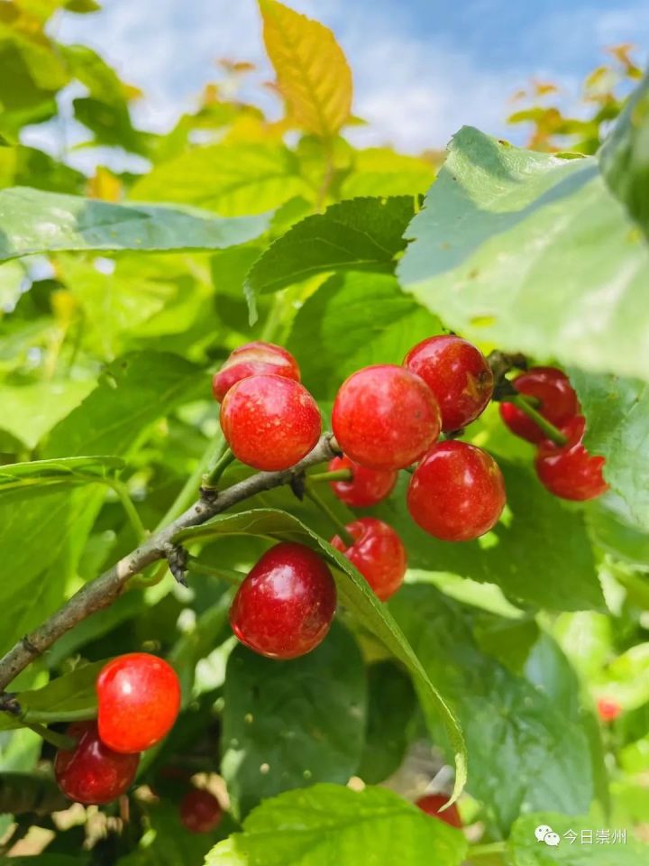 绿掩樱桃娇艳欲滴