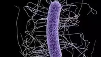 超级细菌跨物种传播，抗生素危机正在放大