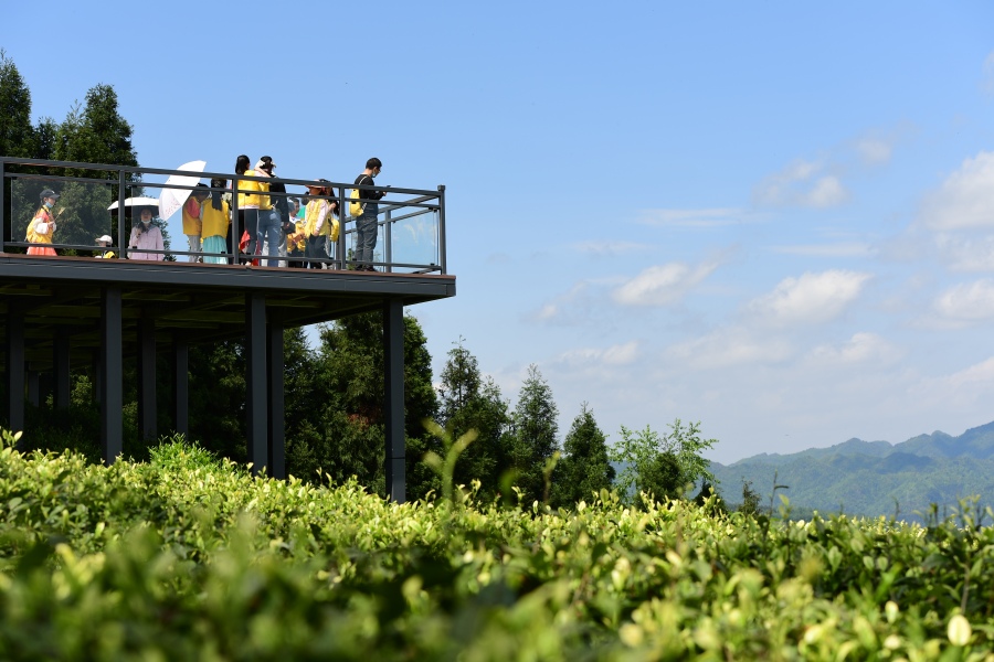 6969登上茶场山顶的观景台,一切山川美景,茶间乡村尽收眼底.