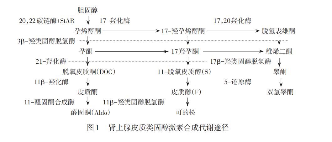 包括雄烯二酮,睾酮和脱氢表雄酮(dhea)