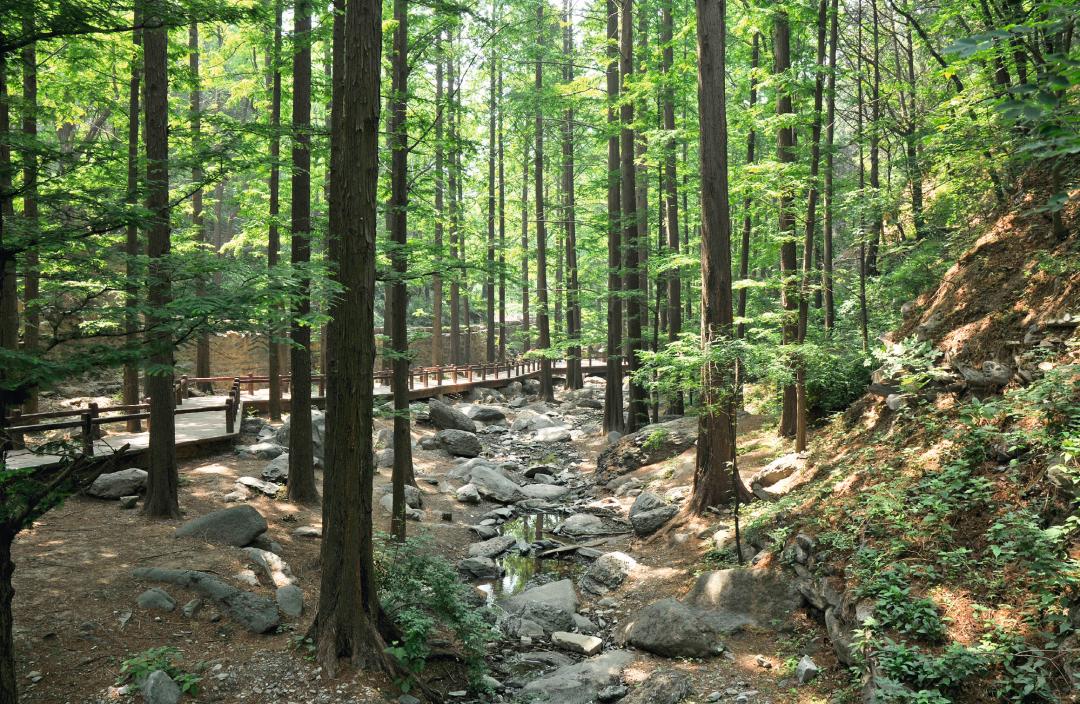 國家植物園正式揭牌而這個人將起點提前了整整60年