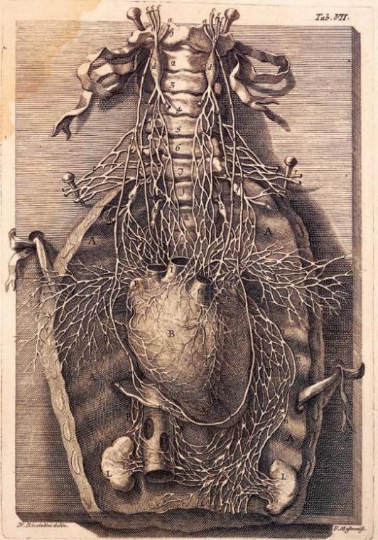 艺术与医学跨界结合的人体解剖史