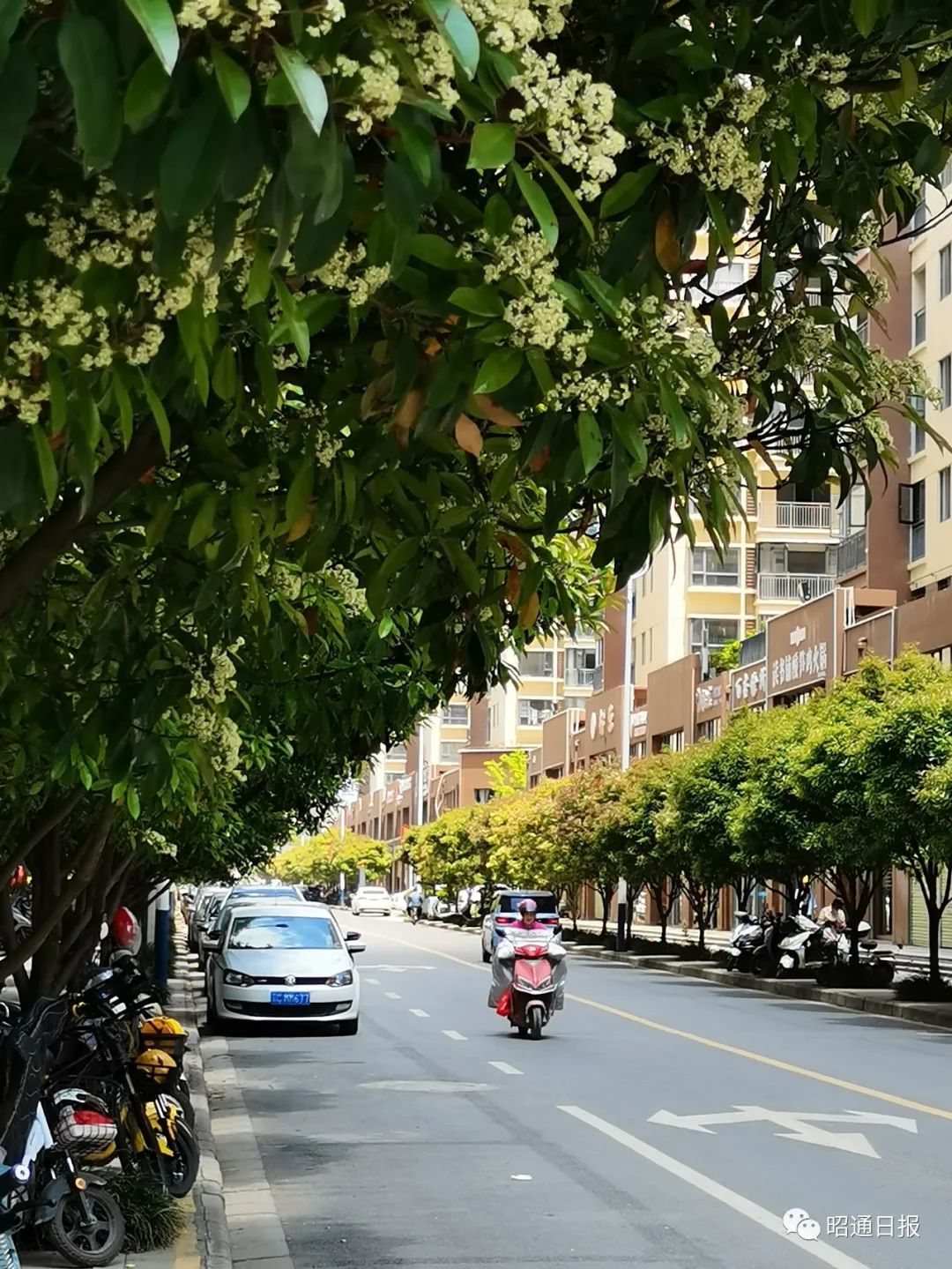 创建文明城市丨昭阳城区:绿荫成行的清凉马路