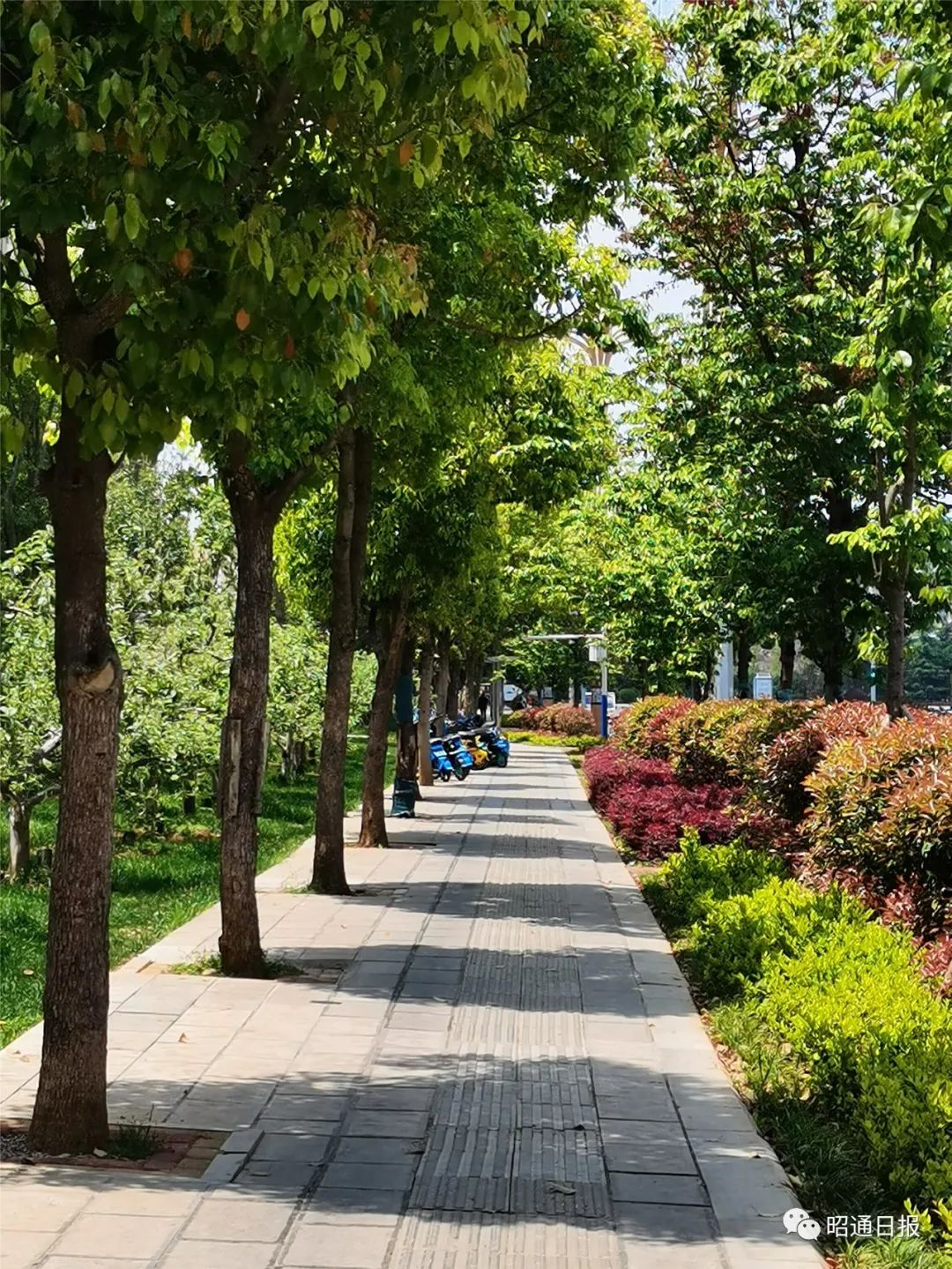 创建文明城市丨昭阳城区绿荫成行的清凉马路