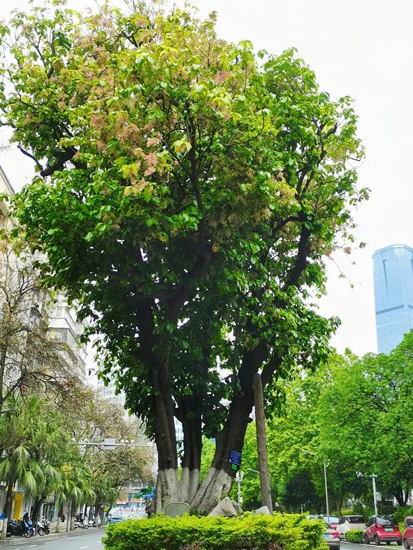 柳州这蔸树无人不识活了百多年没人动得了它如今又开花