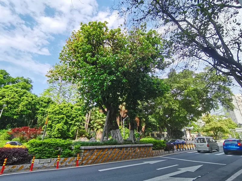 柳州这蔸树无人不识活了百多年没人动得了它如今又开花