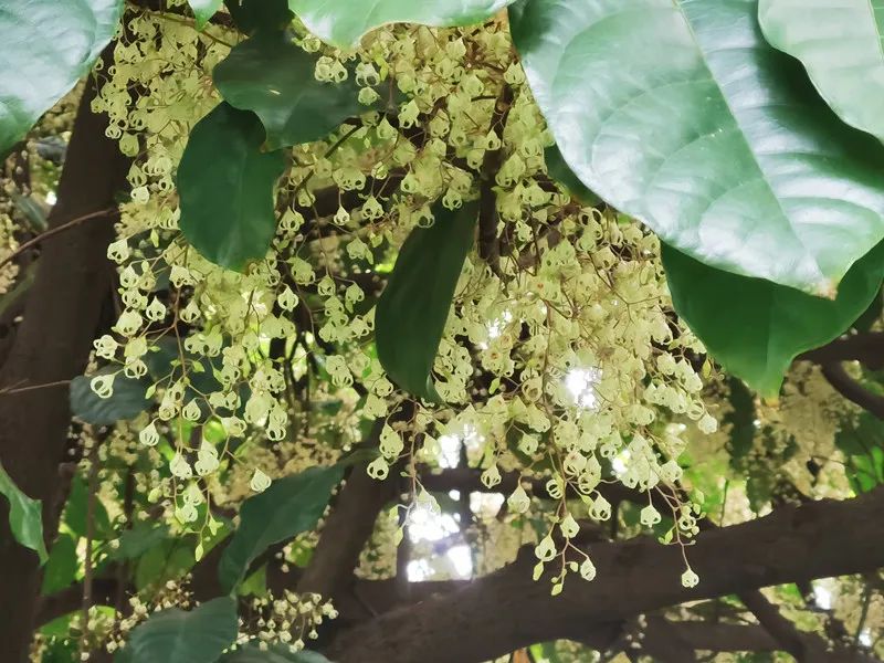 柳州这蔸树无人不识活了百多年没人动得了它如今又开花